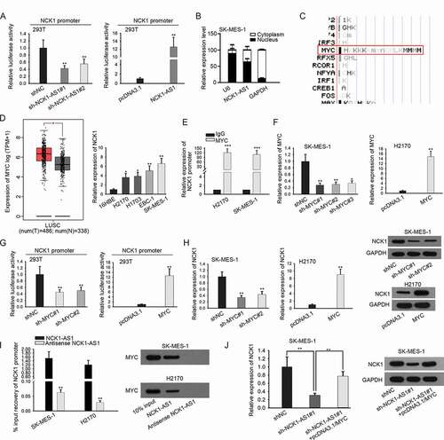 Figure 3. NCK1-AS1 upregulated NCK1 at transcriptional level by interacting with MYC