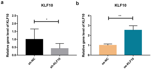 Figure 1. Efficiency detection of KLF10 interference (a) and over expression (b) in osteoblasts by quantitative real‐time polymerase chain reaction.