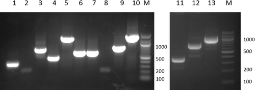 Figure 6. Agarose gel electrophoresis of the PCR reactions for deletion, replacement, and insertion mutagenesis following the processes as described in Figure 5. The primers used for DNA synthesis and the expected length of the DNA products are: Lane 1, EcoRIfw/Re1rv, 309 bp; Lane 2, Refw/Rerv, 248 bp; Lane 3, Re2fw/HindIIIrv, 724 bp; Lane 4, EcoRIfw/Rerv, 533 bp; Lane 5, EcoRIfw/HindIIIrv, 1209 bp; Lane 6, EcoRIfw/IN1rv, 629 bp; Lane 7, IN2fw/HindIIIrv, 628 bp; Lane 8, INfw/Inrv, 248 bp; Lane 9, EcoRIfw/Inrv, 829 bp; Lane 10, EcoRIfw/HindIIIrv, 1409 bp; Lane 11, EcoRIfw/De1rv, 310 bp; Lane 12, De2fw/HindIIIrv, 732 bp; Lane 13, EcoRIfw/HindIIIrv, 1009 bp. M, DNA ladder. DNA samples were electrophoresed in 2% agarose gel.