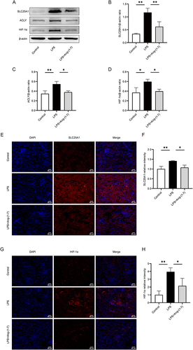 Figure 6 Ang-(1-7) inhibited citrate export pathway mediated by SLC25A1, ACLY, and HIF-1α in LPS-induced septic mice. (A) Western blot analysis was performed to evaluate the protein expression levels of SLC25A1, ACLY, and HIF-1α in mouse renal tissues. (B–D) Quantification of protein concentrations for SLC25A1, ACLY, and HIF-1α was carried out. (E) Representative immunofluorescence images of renal tissues SLC25A1 (×200, scale bar: 50 μm) are presented. (F) Analysis of the relative fluorescence intensity of SLC25A1. (G) Representative immunofluorescence images of renal tissues HIF-1α (×200, scale bar: 50 μm) are shown. (H) Analysis of the relative fluorescence intensity of HIF-1α. Error bars indicated the mean ± SD for three separate experiments, *p < 0.05, **p < 0.01.