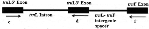 Figure 1. trnL intron and trnL-F regions (Amirahmadi et al., Citation2010)