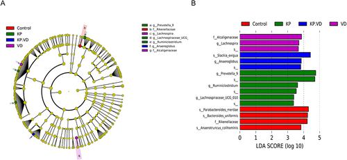 Figure 6 Composition of differential species in bacterial community. (A) LEfSe analysis for the composition of differential species in microbial communities in the Control, VD, KP, and KP+VD groups. (B) Linear discriminant analysis (LDA) of microbiota that differed significant ly among the Control, VD, KP, and KP+VD groups.