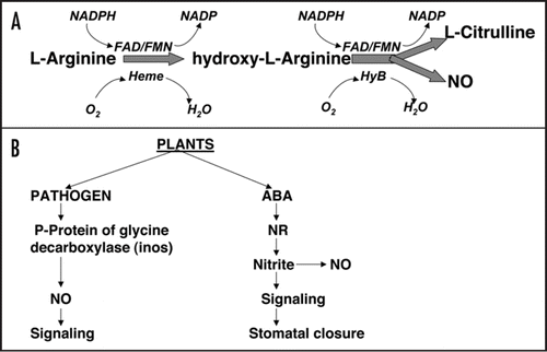 Figure 3 NO as a signaling molecule. The NO is synthesized from arginine (A). In plants the NO is synthesized by an enzyme that has homology with the p-protein of alanine decarboxylase in response to pathogen. It can also be synthesized by the activity of nitrate reductase as was shown in ABA mediated stomata closure response (B).