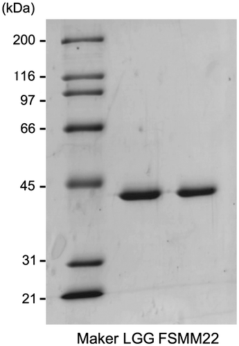 Fig. 1. Production and purification of His6-MBF.Notes: Purified recombinant His6-MBFs from LGG and FSMM22 were separated by SDS-PAGE and stained with Coomassie Brilliant Blue R-250. Molecular mass standards are indicated on the left.