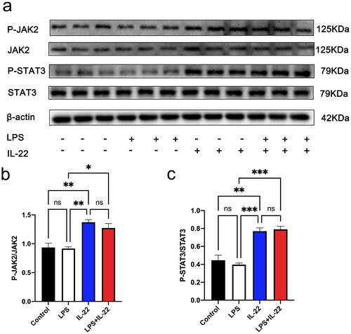 Figure 5. IL-22 activated p-JAK2 and p-STAT3 in KGN cells. There were four treatment groups for cells: Control; LPS treated; rhIL-22 treated; LPS and rhIL-22 treated. (a) The expression levels of p-JAK2/JAK2 and p-STAT3/STAT3 were assessed by western blotting in the different groups. (b-c) Graph showing the statistical analysis of western blotting for p-JAK2/JAK2 and p-STAT3/STAT3, respectively. Values are expressed as the mean ± SEM, n = 3. *p < 0.05, **p < 0.01 ***p < 0.001 ns: nonsignificant. All experiments were performed in triplicate.