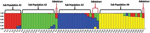 Figure 6. Population structure of 58 Coffea canephora germplasm accession based on SRAP assay at K = 4. Each color represent one subpopulation (A1 = Red bars, A2 = Green bars, A3 = Blue bars and A4 = Yellow bars)