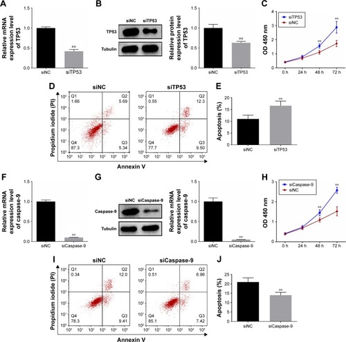 Figure 5 TP53/or caspase-9 silencing regulated the viability and apoptosis in A459 cells. (A) RT-PCR was used for determining TP53 expressions after A459 cell transfection with TP53-siRNA. (B) Western blot was used for determining TP53 expressions after A459 cell transfection with TP53-siRNA. (C) CCK8 was used for determining cell viability after A459 cell transfection with TP53-siRNA. (D and E) Flow cytometry analysis showed cell apoptosis after A549 cell transfection with TP53-siRNA. (F) RT-PCR was used for determining caspase-9 expressions after A459 cell transfection with caspase-9-siRNA. (G) Western blot was used for determining caspase-9 expressions after A459 cell transfection with caspase-9-siRNA. (H) CCK8 was used for determining cell viability after A459 cell transfection with caspase-9-siRNA. (I and J) Flow cytometry analysis showed cell apoptosis after A549 cell transfection with caspase-9-siRNA. Tubulin was detected as the control of sample loading. Data are expressed as the mean ± SD for three independent experiments. **P<0.01 versus siNC group.