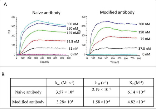 Figure 4. Binding kinetic analysis of naive and modified anti-Her2 IgG antibodies to Her2 antigen. (A) Sensorgrams of binding kinetics. (B) Summary of binding rate constants and KD values. Experimental details are described in Materials and Methods.