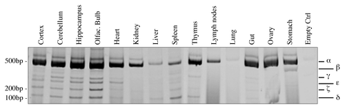 Figure 2. Organs-specific expression of p73 C-terminal isoforms. Screening of the isoform expression in organs of 2-mo-old mice. RT-PCR was performed using primers that amplify all isoforms (exons 10–14, mp73-X10 FWD and mp73-X14 REV). Samples were analyzed as in Figure 1B, and representative result is depicted. Experiments have been reproduced at least three times. Olfac. Bulb, olfactory bulb; ctrl, control.