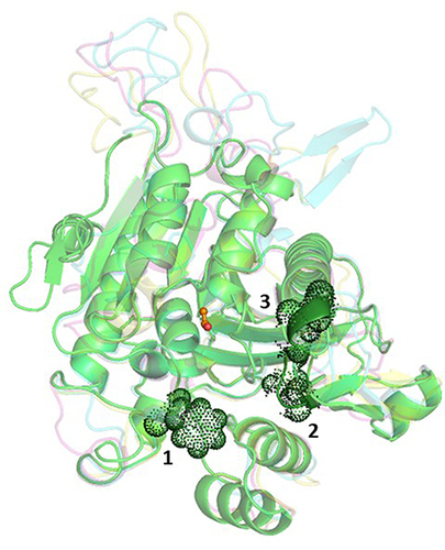 Figure 7 Ribbon diagram showing super-imposed structures of PAF-AH enzymes. Fold conformations of Leishmania donovani PAF-AH, Trypanosoma cruzi PAF-AH, Trypanosoma brucei PAF-AH, and human PAF-AH are shown in cyan, pink, yellow, and green, respectively. Catalytic serine in the channel is marked in orange. Factors responsible for a smaller channel volume in human PAF-AH are shown as dot rendering.