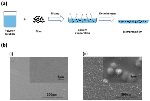 Figure 4. (a) Schematic representation of the procedure to obtain a membrane/film using the solvent casting method. (b) Comparison between the surface of a (i) CHI membrane and (ii) CHI/bioactive glass membrane.[Citation115]