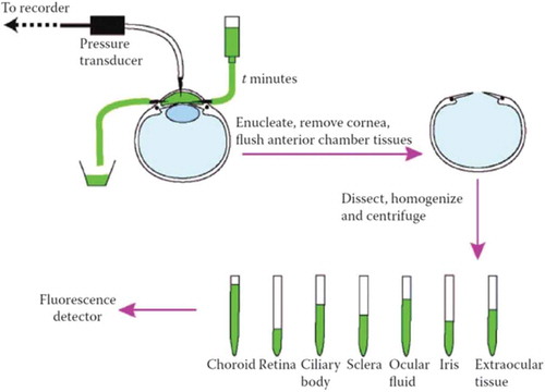 Figure 9. Uveoscleral outflow by an invasive method