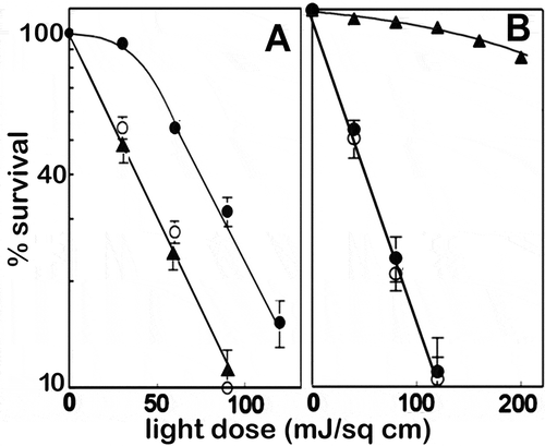 Figure 1. Dose-response data from experiments involving 1c1c7 murine hepatoma cells. (A) Response to photokilling (BPD) targeting mitochondria + ER. (B) Response to photokilling that targets lysosomes (NPe6): wild type (●), ATG5 KD (○), ATG7 KD (▲). (Adapted from Refs. 2 and 3). Data represent clonogenic survival normalized to the plating efficiency of controls