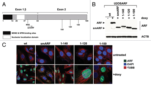 Figure 1. Generation of inducible cell lines for deletion mutants of mouse ARF. (A) Schematic of the coding region of Arf. Exon 1β contains the binding sites for MDM2 and nucleophosmin/B23 (NPM). Exon 2, shared in an alternative reading frame with the sequence for the p16INK4a protein, is the site for the majority of tumor-derived mutations in CDKN2A. Internal initiation of translation at methionine M45 generates a short form of ARF, denoted smARF. The nucleolar localization sequence is denoted. (B) Western blot analysis of murine ARF deletion mutants in stably transfected clones of U2OS-ARF cell lines untreated or treated with 0.1 µg/mL doxycycline (doxy) for 24 h. Actin (ACTB) is included as a loading control. Bands for ARF and smARF are denoted; note that a small amount of smARF is generated in the wt ARF-induced cells (lane 2). (C) Immunofluorescence analysis of U2OS-ARF cells treated with 0.1 µg/mL doxycycline (+doxy) for 48 h, immunostained with antisera to murine ARF (green) and β-tubulin (TUBB, red), and stained with DAPI (blue).