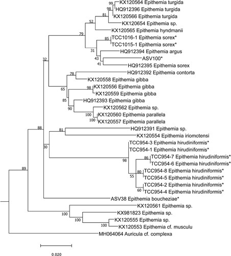 Fig. 60. Phylogenetic position Epithemia boucheziae sp. nov. (ASV38) in the ML tree. Bootstrap values are given for each node and the scale bar gives the number of substitutions per site. ‘*’ indicates sequences added in the phylogeny using the multifurcating constraint.