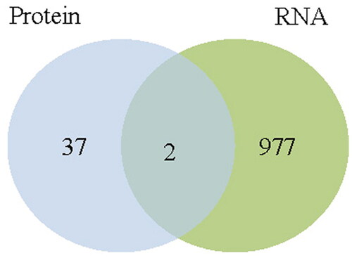 Figure 3. Venn analysis was used to integrate the RNA-seq and protein profiles.