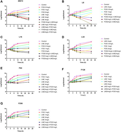 Figure 2 Time-kill curves with various concentrations of linezolid and fosfomycin alone and in combination against S. aureus. (A) S. aureus ATCC 29213; (B) S. aureus resistant to 8 mg/L of linezolid; (C) S. aureus resistant to 16 mg/L of linezolid; (D) S. aureus resistant to 32 mg/L of linezolid; (E) S. aureus resistant to 64 mg/L of fosfomycin; (F) S. aureus resistant to 128 mg/L of fosfomycin; (G) S. aureus resistant to 256 mg/L of fosfomycin.