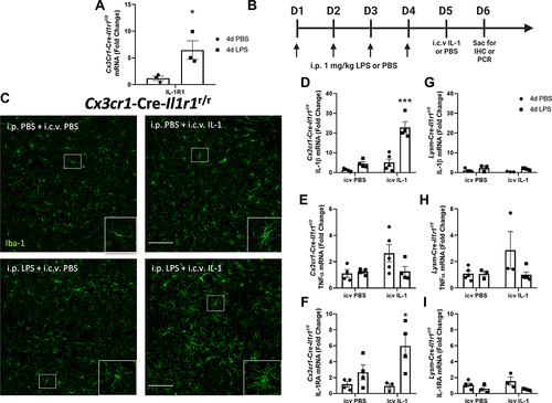 Figure 4 4d LPS induces functional IL-1R1 on microglia. (A) Quantification of the relative mRNA expression of IL-1R1 from Cx3cr1-Cre-Il1r1r/r treated mice for 4d PBS or 4d LPS (n=3). (B) Experimental design of 4d LPS plus i.c.v. IL-1 challenge. On days 1 through 4, mice are injected i.p. with 1mg/kg LPS or PBS. 24 hours following the final i.p. injection, mice were injected with IL-1β (20 ng, i.c.v) and sacrificed 24 hrs after for IHC and PCR analysis. (C) Representative images of fluorescent immunolabeling of Iba-1 (green) following 4d PBS or 4d LPS followed by i.c.v. IL-1 or PBS in Cx3cr1-Cre-Il1r1r/r mice. Relative hippocampal tissue mRNA expression of IL-1β, TNFα and IL-1RA in Cx3cr1-Cre-Il1r1r/r (D–F) or Lysm-Cre-Il1r1r/r (G–I) animals treated with 4d PBS vs 4d LPS followed by i.c.v PBS or IL-1 (Cx3cr1-Cre-Il1r1r/r n=4-5; Lysm-Cre-Il1r1r/r n=3-5). Scale bar = 100μm. Bars represented as mean ± standard error. Data denoted with asterisk (*) were determined as statistically significant from corresponding control group (P < 0.05) following F-protected post hoc test. *p < 0.05, ***P < 0.001 from PBS treated controls.