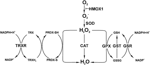 Figure 1. Diagram showing the two main ROS (superoxide radical, O2−, and hydrogen peroxide, H2O2) and the more essential enzymes and peptides of the antioxidant machinery. CAT: catalase; GPX: glutathione peroxidase; GSH and GSSH: reduced and oxidized glutathione; GSR: glutathione reductase; GST: glutathione S-transferase (detoxify xenobiotics); HMOX: heme oxygenase; PRDX: peroxiredoxin; SOD: superoxide dismutase; TRX: thioredoxin; TRXR: thioredoxin reductase. Other important ROS not included in the diagram are: hydroxyl (OH−), peroxyl (RO2−), alkoxyl (RO−) and hydroperoxyl (HO2−) radicals, as well as ozone (O3) and singlet oxygen (1O2) as non-radical ROS. Note that the fuel that nourishes the antioxidant machinery is NADPH.