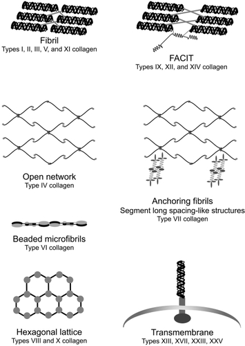 Figure 3 Collagen supramolecular structures. Copyright © 2005. Modified with permission from Dunsmore SE. 2005. Extracellular Matrix: Collagens. Figure 2 In: Encyclopedia of Respiratory Medicine, 1st ed. London. Academic Press, p. 173; Dunsmore SE, Laurent GJ. 2007. Lung Connective Tissue. Figure 40.3. In: Chronic Obstructive Pulmonary Disease: A Practical Guide to Management, 1st ed. Oxford. Wiley-Blackwell, p. 470.