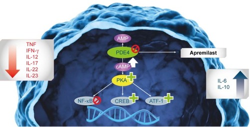 Figure 2 Mechanism of action of apremilast.