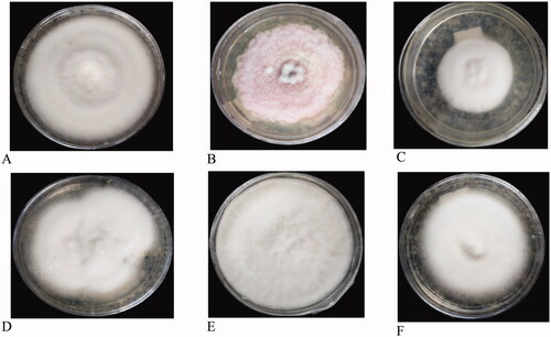 Figure 6. Colony shape (A&B), margin (C&D), and growth (E&F) pattern of FOC cultures. (a) Circular, (b) Filamentous, (c) Entire, (d) Filiform, (e) Fluffy, (f) Adherent smooth.