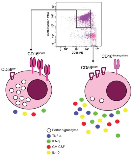 Figure 3 Human natural killer cell subsets based on CD56 and CD16 expressions: Around 90% of natural killer cells isolated from the blood display dim level of CD56 and high density of CD16 (CD56dimCD16bright).