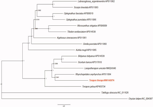 Figure 1. Bayesian Inference phylogeny based on 13 mitochondrial protein-coding genes of T. theraps (MW143074) and other 14 species within the Perciformes order. The support values are shown next to the nodes. Oryzias latipes (NC_004387) and Takifugu obscurus (NC_011626.1) were included as the outgroup taxon.