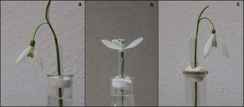 Figure 1. Examples of a) intact, downward oriented flower, b) intact, upward oriented flower and c) treated downward oriented flower with abaxial tepals painted with white water-color