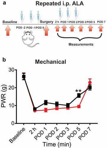 Figure 3. Repeated systemic ALA in a dose of 60 mg/kg had mild effect on mechanical hyperalgesia after incision