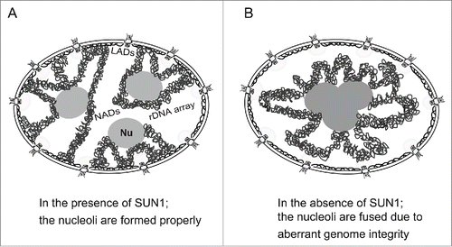 Figure 6. Proposed model for nucleolar fusion upon depleting SUN1. (A) Nucleoli are properly formed in the presence of chromatin associated with the nuclear membrane through SUN1. (B) The nucleoli are fused in the absence of chromatin anchoring at the NE through SUN1. Nu, the nucleolus; LADs, lamina-associated domains; NADs, nucleolus-associated chromatin domains.