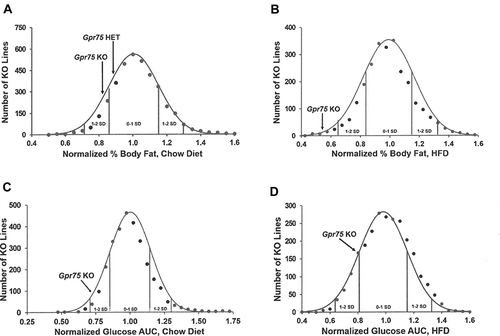 Figure 1 Gpr75 KO mice had low body fat and improved glucose tolerance in our high-throughput screen (HTS). (A) Histogram of normalized % body fat (n%BF) values for the 3650 KO lines maintained on chow diet that were included in our HTS. Body composition analyses performed by DXA on 14-week-old mice were used to calculate n%BF for the cohort from each individual KO line. Solid points indicate actual numbers of KO lines within that mean ± 2.5% value of n%BF. Curved line shows the calculated curve. The range for 1 and 2 SD from the population mean is indicated by lines located below the curve, and the mean n%BF values for the Gpr75 KO and HET mice from the HTS cohort are indicated by arrows above the curve. (B) Histogram of n%BF values for the 2488 KO lines maintained on HFD that were included in our HTS. Body composition analyses performed by QMR on 11-week-old mice were used to calculate n%BF for the cohort from each individual KO line. The histogram is organized as in (A) above. (C) Histogram of normalized glucose AUC values calculated from OGTTs performed on 11-week-old mice from 2987 of the chow fed cohorts evaluated in our HTS. The histogram is organized as in (A) above. (D) Histogram of normalized glucose AUC values calculated from OGTTs performed on 14-week-old mice from all 2490 of the HFD cohorts evaluated in our HTS. The histogram is organized as in (A) above.