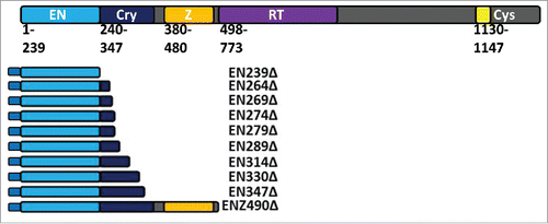 Figure 1. Schematic of ORF2 and tagged ORF2 fragments. The ORF2p molecule has multiple annotated domains important for retrotransposition. These include the enzymatically necessary endonuclease (EN: light blue) and reverse transcriptase (RT: purple) domains. Between the EN and RT domains is the Cryptic region (Cry: dark blue) and Z domain (Z: orange). Both contain amino acids essential to retrotransposition and ORF2p function. At the C-terminal end of the ORF2p is a cysteine-rich domain (Cys: yellow) that also contains amino acids essential to retrotransposition. EN-containing ORF2 fragments detailed here were generated in 2 formats: one with an N-terminal Gal4 tag and one with an N-terminal VP16 tag. VP16-tagged expression plasmids also contain a neomycin resistance gene. EN239Δ, EN269Δ, EN274Δ, EN289Δ, EN347Δ, and ENZ490Δ were also generated in an untagged format with a Hygromycin resistance gene in the expression plasmid. As described in materials and methods, reported domains are used as the body of the name, followed by the number corresponding to the terminal amino acid as it would be in the full length ORF2p, with the truncated ORF2p sequence denoted by a Δ.