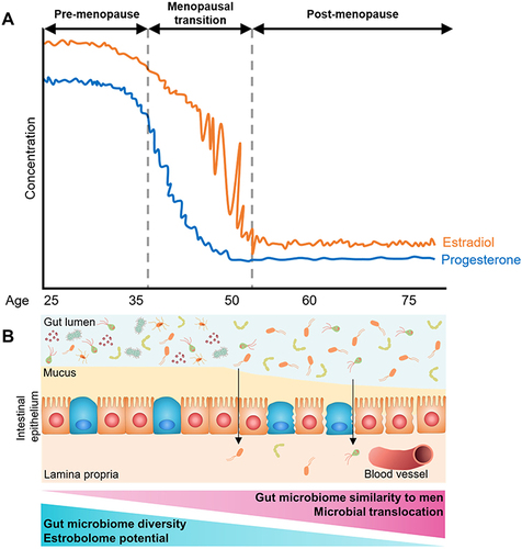 Figure 2 Summary of putative changes in the human gut microbiome related to menopause. (A) Trajectory of estradiol and progesterone concentration during a woman’s adulthood, showing declines during the menopausal transition and low levels post-menopause. (B) Diagram of putative gut microbiome and gut epithelium changes during menopause. With declining estradiol and progesterone, diversity of the gut microbiome and estrobolome potential is reduced, and microbiome composition becomes more similar to men. Additionally, declines in estradiol and progesterone may lead to permeability of the gut barrier, allowing microbial translocation to occur.