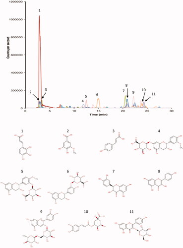 Figure 1. HPLC–HRMS chromatogram representing the polyphenols extracted from the aqueous extract of N. retusa fruit and chemical structure of the major components identified [hydroxycaffeic acid (1), 3-O-methylgallic acid (2), p-coumaric acid (3), 3′-O-methyl-(-)-epicatechin 7-O-glucuronide (4), 4′-O-methyl-(-)-epicatechin 3′-O-glucuronide (5), epicatechin 3′-O-glucuronide (6), taxifoline (7), kaempferol (8), cyanidin 3-O-rutinoside (9), chlorogenic acid (10) and kaempferol 3-glucoside (11)]. The identification was performed according to a home-generated database containing 500 compounds and a mixture of standards containing 30 phenolic compounds.
