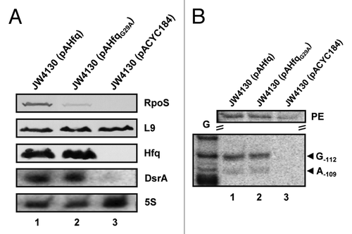 Figure 3. DsrA·rpoS duplex formation in the presence of HfqG29A does not result in efficient translation of rpoS mRNA at low temperature. (A) Immunodetection of RpoS, ribosomal protein L9, and Hfq in strains JW4130(pAHfq) (lane 1), JW4130(pAHfqG29A) (lane 2), and JW4130(pACYC184) (lane 3). DsrA and 5S rRNA were detected as described in the legend to Fig. 1. Only the relevant parts of the immunoblots and autoradiographs are shown. (B) Lanes 1–3, primer extension analysis of total RNA isolated from strains JW4130(pAHfq), JW4130(pAHfqG29A), and JW4130(pACYC184), respectively. The primer extension (PE) signals for rpoS mRNA isolated from the different strains are shown on top. The RNase III-mediated cleavage signals in rpoS mRNA are marked by arrows (G-112 and A-109). G, G sequencing ladder.