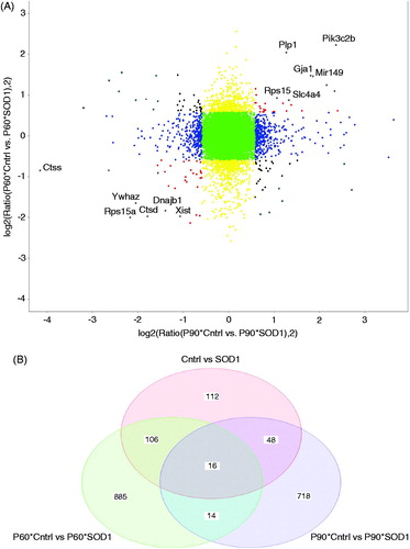 Figure 2. Disease astroglia display a strong trend in genes differentially expressed during disease progression. (A) Correlation plot shows genes most correlated being upregulated and downregulated in control vs mutant SOD1 at both time points. (B) Venn diagram displays each time point of isolated astroglia and time points combined to illustrate genes unique to each and genes showing similar trend of differentiation. A fold change of 1.5 and p values of .05 was used to allow for stringent parameters.