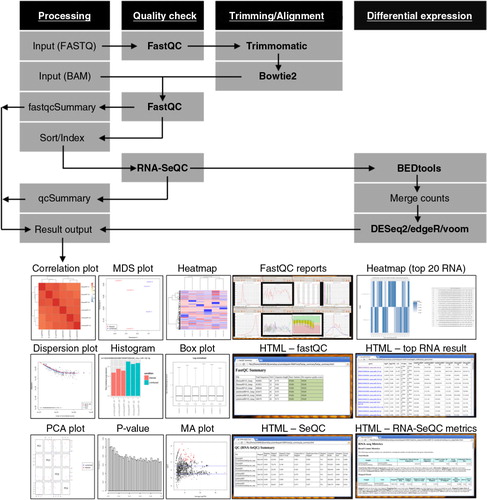 Fig. 1.  A schematic diagram of iSRAP workflow. The analysis steps involve pre-processing (sequence trimming and alignment), alignment and data quality check, and differential expression profiling. Input files are either BAM alignment or raw FASTQ sequencing data. iSRAP will determine the analysis steps required for raw sequence or alignment files. Different types of tabular and graphical outputs are generated automatically in iSRAP. The solid arrow represents the flow of the analysis. The computational tasks and analysis tools are, respectively, underlined and bolded.