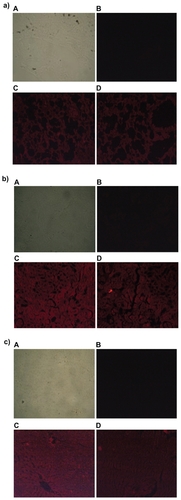 Figure 9 Fluorescence microscopic photographs of liver a), kidneys b) and lungs c); of rats treated with free DOX (A = negative control; B = positive control; C = one hour after treatment; D = three hours after treatment).