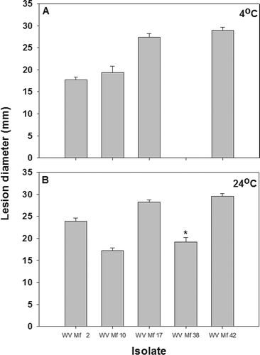 Fig. 5. Brown rot lesion development on wound-inoculated nectarine fruit with mycelium of different Monilinia fructicola isolates incubated at: A, 4 °C for 17 days; and B, 24 °C for 2 days. * Lesions developed on nectarines inoculated with isolate WV-Mf 38 only after additional incubation for three days.