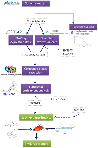 Figure 1. Workflow depicting the experimental design.