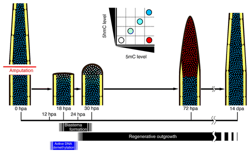 Figure 4. Spatial and temporal changes of 5mC and 5hmC levels during regeneration of zebrafish fin. A proposed model for 5mC or 5hmC level during regeneration of zebrafish fin based on our findings. Schematic representations of a longitudinal section of a fin ray. The level of 5mC or 5hmC in the cells adjacent to the amputation plane starts to reduce from approximately at 12 hpa, and the number of demethylated cells increases until 24 hpa. Subsequently, these demethylated cells start to proliferate, so that the number of blastema cells is increased. By 72 hpa, the 5mC level is upregulated, probably because DNA remethylation occurs in the blastema cells. In contrast to that of 5mC, the 5hmC level is still reduced in the blastema cells at 72 hpa and is gradually recovered by 14 dpa.
