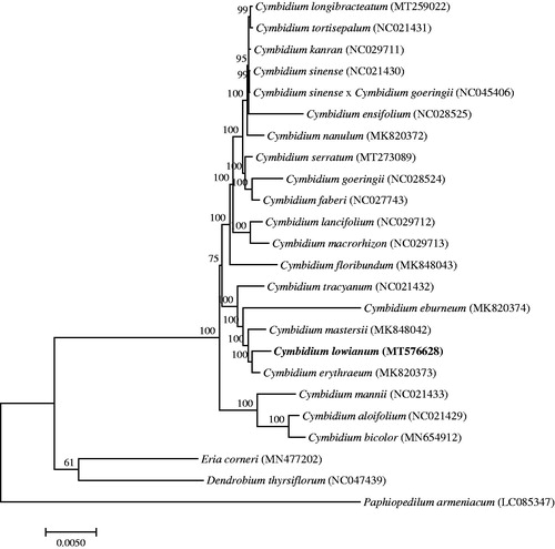 Figure 1. A Phylogenetic tree based on 24 complete chloroplast genome sequences of Orchidaceae species using the Maximum Likelihood (ML) analysis by MEGA v7.0. Bootstrap support values are indicated at each node.