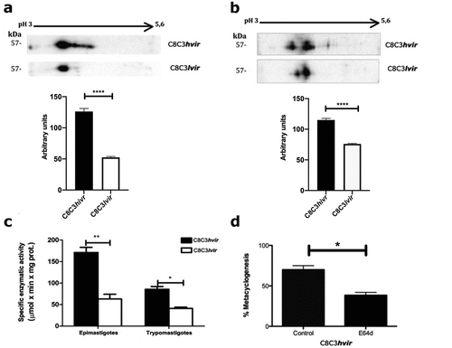 Figure 9. Cruzipain expression and metacyclogenesis in T. cruzi C8C3hvir and C8C3lvir cell lines. Two-dimensional electrophoresis results for cruzipain expression in (a) trypomastigotes and (b) epimastigotes from T. cruzi C8C3hvir and C8C3lvir cell lines. Densitometric analysis of immunoblots were performed using β actin as loading control. Bars are represented as the mean ± SEM of the least three independent experiments. ****P < 0.0001 vs corresponding control; Student’s t-test. (c) Cysteine proteinase activity of both cell lines. * P <0.5, **P < 0.05; Two-way ANOVA. (d) Metacyclogenesis in the presence or absence of cysteine proteinase inhibitor E64d, noted as percentage of metacyclic trypomastigotes.