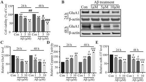 Figure 1. Aβ caused neurotoxicity and decreased miR-137 level in a dose- and time-dependent manner. (A) MTT assay to assess cell viability following Aβ treatment or control vehicle treatment (Con). (B) GluA1 level in neurons following Aβ treatment or control vehicle treatment (Con). (C) Quantification of (B). (D) Relative Caspase 3 activity in neurons following Aβ treatment or control vehicle treatment (Con). (E) Relative miR-137 level in neurons following Aβ treatment or control vehicle treatment (Con). (n = 4). One-way ANOVA post-hoc Bonferroni. **P < 0.01. (Comparisons were done between groups at same time point but with different concentrations). #P < 0.05; ###P < 0.001 (Comparisons were done between groups at different time points but with same concentrations).