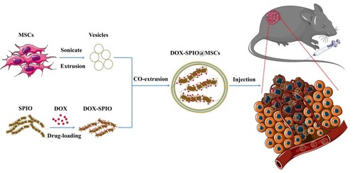 Figure 1 Schematic of the preparation of DOX-SPIO@MSCs and the tumor-targeting drug delivery in vivo.