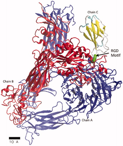 Figure 1. An atomistic model, PDB 4MMX, of fibronectin bound to integrin is shown. Secondary proteins structures of the α-helices and β-sheets are represented as ribbons and arrows, respectively. All remaining structures are represented as a tube. Chain C represents residue 1448–1540 of the fibronectin glycoprotein, uniprot ID - P02751. The location of the RGD motif (residue 1524–1526) recognized for cell attachment is highlighted within chain C and is colored green. Chain A (blue), represents the integrin αV domain and chain B (red), represents the integrin β3 domain.