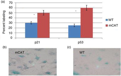Fig. 3 (a) Lung fibroblasts from old mice expressing mCAT have increased labeling of p21 and p53 compared with lung fibroblasts from old WT mice, p≤0.02. Lung fibroblasts from old mice expressing mCAT have increased labeling for beta galactosidase (c) compared with lung fibroblasts from old WT mice (b), p≤0.05.