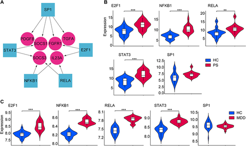 Figure 8 TFs regulatory network and its expression in GSE34248 and GSE39653. (A) TFs regulatory network. TFs were marked as square, and the hub genes were marked as circle. (B and C) The expression level of TFs in GSE34248 and GSE39653. The comparison between the two sets of data uses the mean T-test. P-value < 0.05 was considered statistically significant. **p < 0.01; ***p < 0.001.
