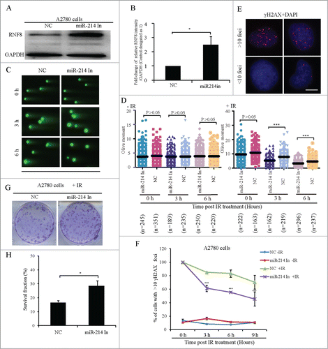 Figure 4. Inhibition of endogenous miR-214 increases RNF8-mediated DNA damage response. Representative image (A) and quantitation (B) of RNF8 expression at 72 h after miR-214 inhibitor transfection detected by Western blotting. (C) At 72 h after transfection, neutral comet assay was performed to detect DNA damage and representative images were shown, Bars = 20 μm. (D) Quantitative results were calculated by olive moment. n = the number of cells counted. Seventy-2 hours post transfection, the percentage of cells with >10 γH2AX foci were analyzed at different time points after IR treatment. (E) Representative images of γH2AX staining, Bars = 10 μm and (F) quantitative results of γH2AX staining. More than 100 cells were analyzed for each category. Seventy-2 hours post transfection, 1 × 103 A2780 cells transfected with miR-214 inhibitors or controls were treated with 5 Gy IR and followed by clone formation assay, respectively. Representative image (G) and quantitative analysis (H) of clone formation assay 7 days after IR. A2780 cells were transfected with or without miR-214 inhibitors for 72 h and followed by 5 Gy IR treatment. *P < 0.05, ***P < 0.001, chi-square test (F and H), two-tailed t-test (B and D). Mean ± SD, from two independent experiments.